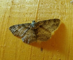 Paradarisa consonaria