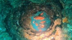 Pterocaesio digramma