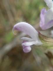 Salvia disermas