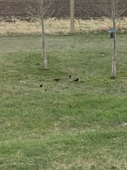 Xanthocephalus xanthocephalus