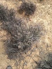 Leipoldtia schultzei
