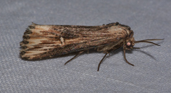Crambodes talidiformis