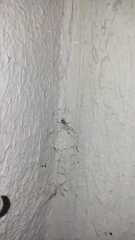 Latrodectus geometricus