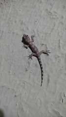 Hemidactylus mabouia