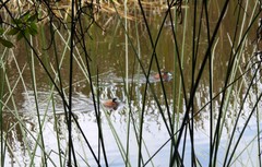 Porphyriops melanops