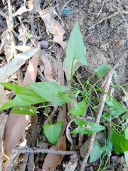 Calystegia marginata