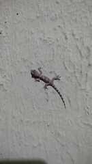 Hemidactylus mabouia