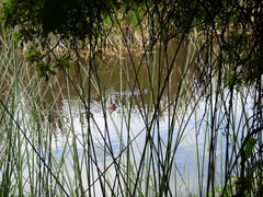 Porphyriops melanops