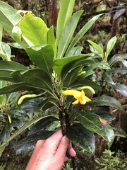 Scaevola glabra