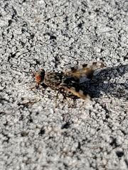 Pseudotephritis vau