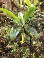 Scaevola glabra