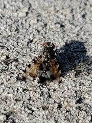 Pseudotephritis vau