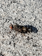 Pseudotephritis vau