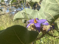 Solanum falciforme