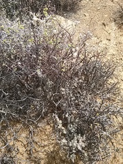 Mesembryanthemum nitidum