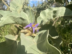 Solanum falciforme