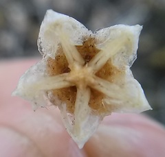 Mesembryanthemum nitidum