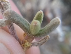 Mesembryanthemum nitidum