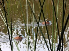 Porphyriops melanops