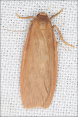 Scoliacma pactolias