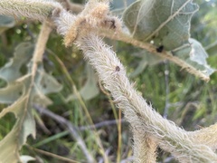 Solanum falciforme
