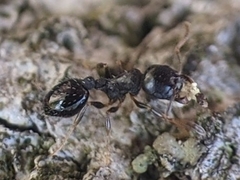 Temnothorax longispinosus