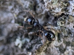 Temnothorax longispinosus