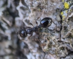 Temnothorax longispinosus