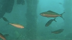 Pterocaesio digramma