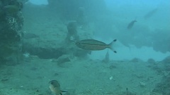 Pterocaesio digramma