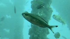 Pterocaesio digramma