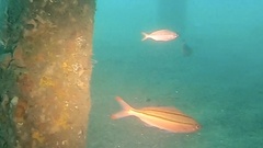 Pterocaesio digramma