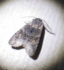 Lithophane consocia