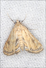 Parapoynx polydectalis