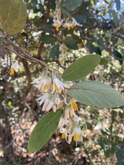 Styrax ferrugineus