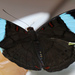 Mariposas Alas de Aceituna - Photo (c) DZ Butterflies, algunos derechos reservados (CC BY-NC-SA)