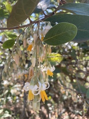 Styrax ferrugineus