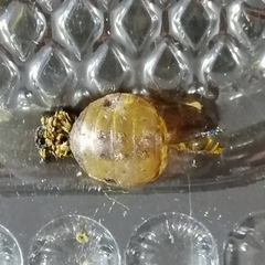 Arcas imperialis