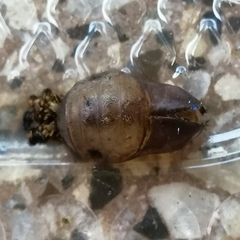 Arcas imperialis