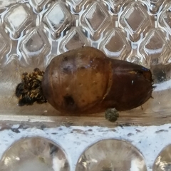 Arcas imperialis