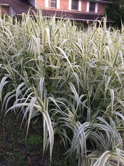Arundo donax versicolor