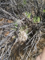 Osteospermum sinuatum