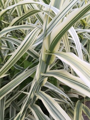 Arundo donax versicolor
