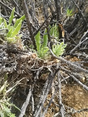 Osteospermum sinuatum