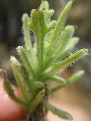 Osteospermum sinuatum