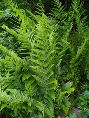 Dryopteris × leedsii