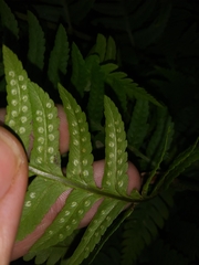 Dryopteris × leedsii