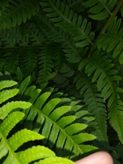 Dryopteris × leedsii