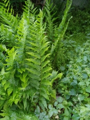 Dryopteris × leedsii