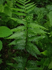 Dryopteris × leedsii